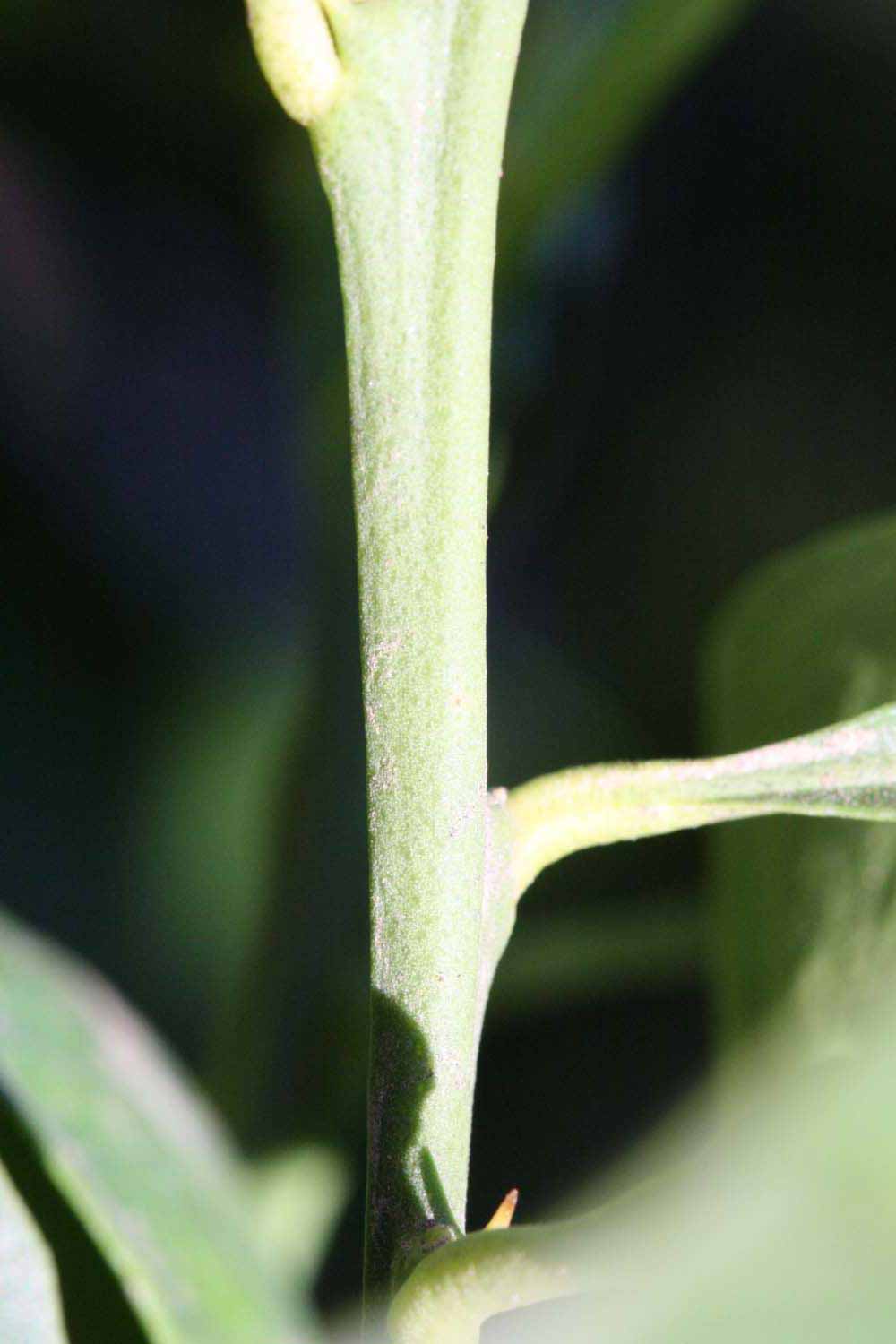            First year twig (Riverside, CA)   